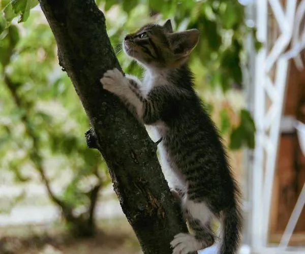 Kucerak Sofija Dom wakacyjny Cortanovci